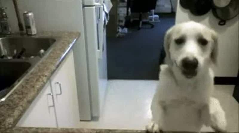 Dog turning off camera