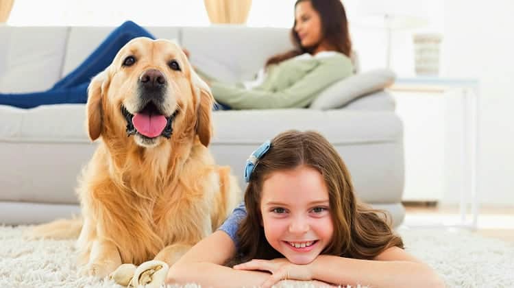 Feature | What To Look For In A Dog Camera | Products Perfect For Pet Owners | pet surveillance camera