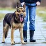 Feature | person and a dog | An Overview of Family Watchdog