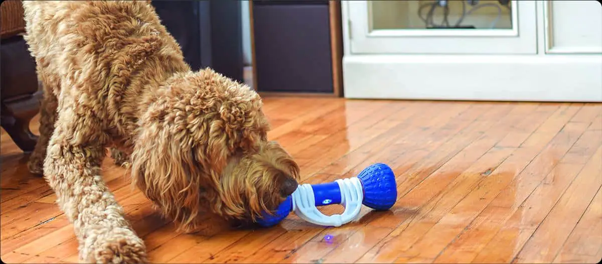 GoBone Interactive App-Enabled Toy | Must-Have Pet Tech For Your Cats and Dogs