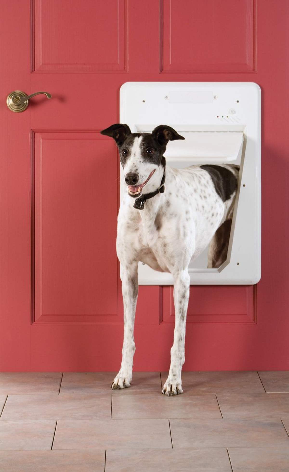 PetSafe Electronic SmartDoor | Must-Have Pet Tech For Your Cats and Dogs