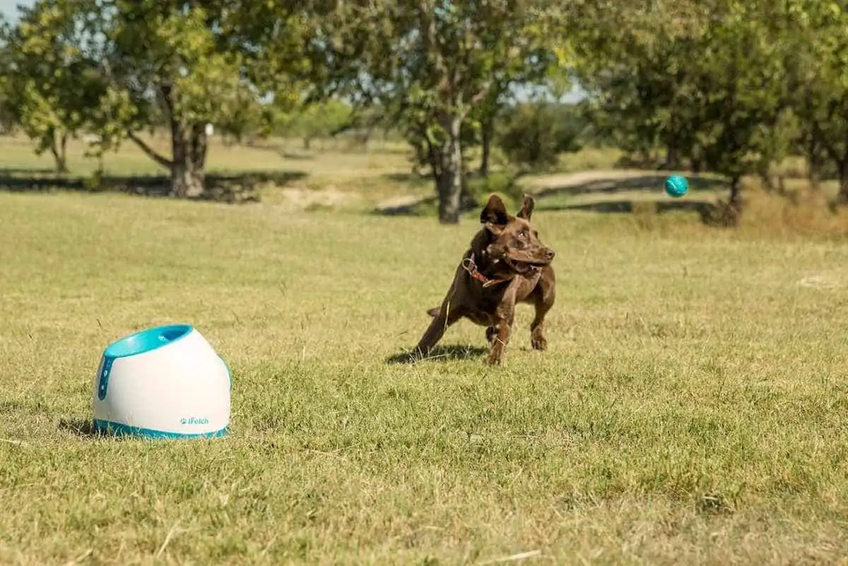 iFetch Automatic Ball Thrower for Dogs | Must-Have Pet Tech For Your Cats and Dogs
