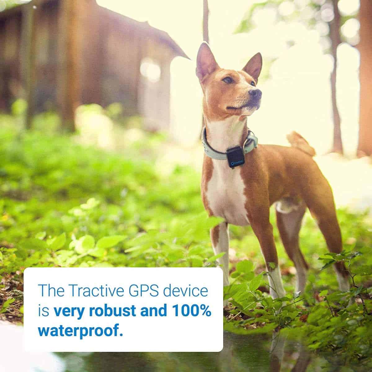 Tractive GPS 3G Pet Tracker | Best Pet Trackers Available On Amazon
