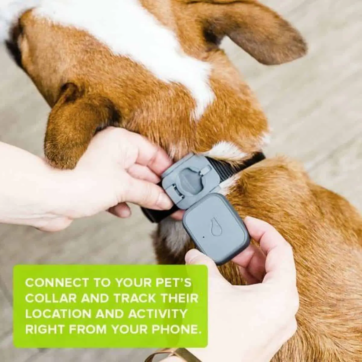 Whistle 3 GPS Dog Tracker | Best Pet Trackers Available On Amazon