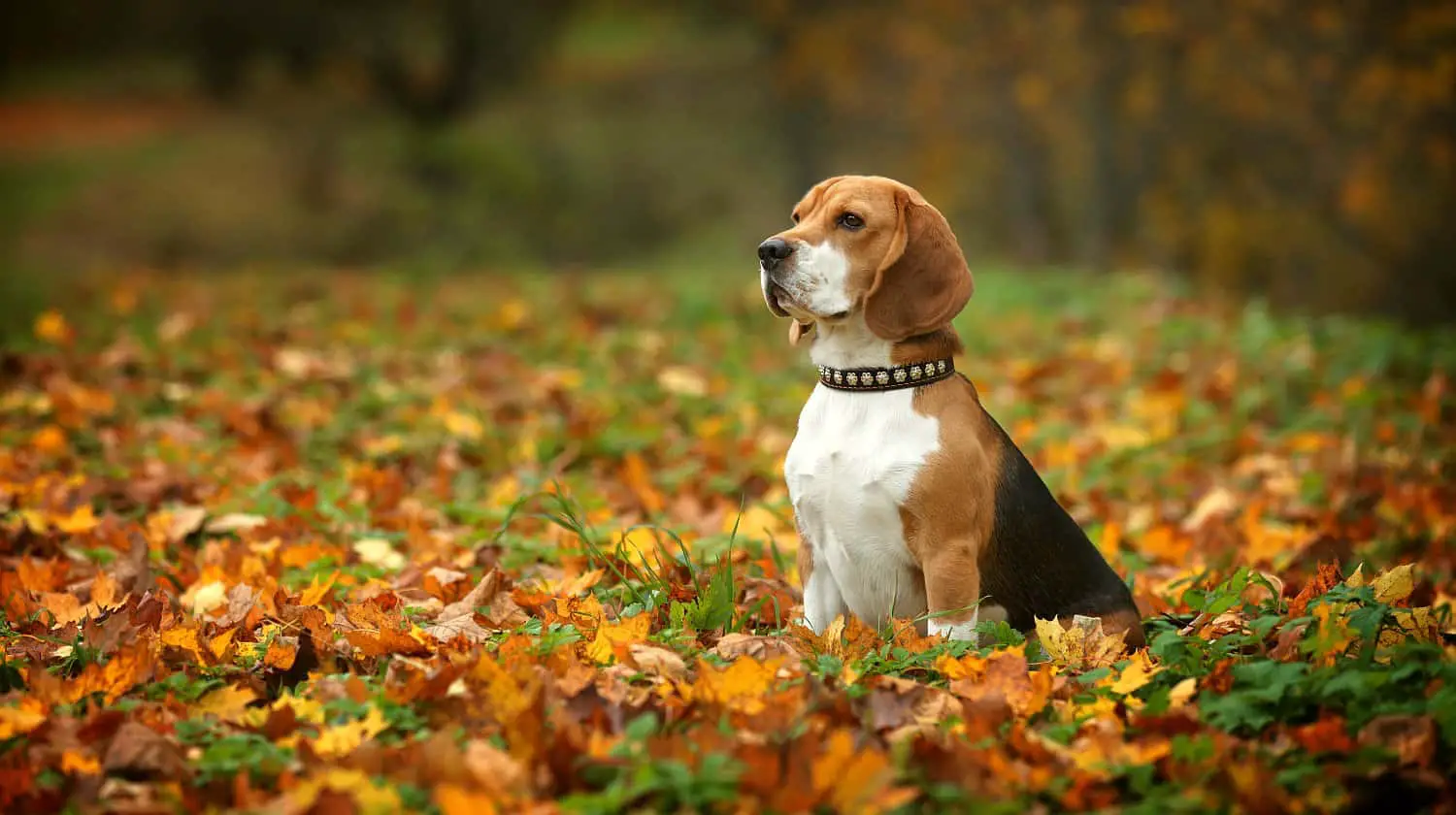 Feature | Beautiful beagle at the park | Best Pet Trackers Available On Amazon