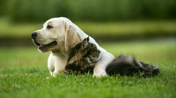 Feature | dog and cat friendship | Tech-Forward Pet Accessories To Share With Your Furry Friend