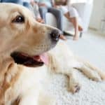 Feature | Dog lying on the floor | Is The Furbo Dog Camera As Smart As They Say It Is?