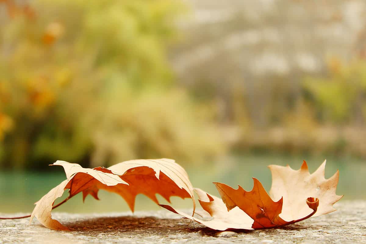 Autumn leaf fall | Take Good Photos This Fall Season With These Photography Basics | basics of photography