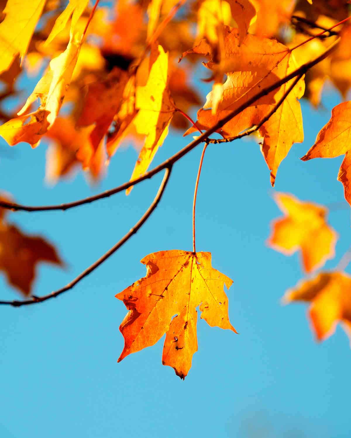 Maple leaf | Take Good Photos This Fall Season With These Photography Basics | photography lighting basics