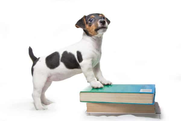 Puppy on books